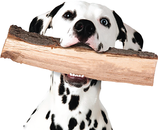 Dalmatian dog carrying a piece of firewood